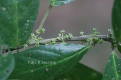 Villebrunea integrifolia